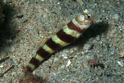 Wheelers W�chtergrundel 