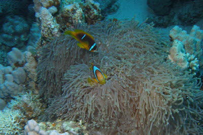 Rotmeer-Anemonenfisch