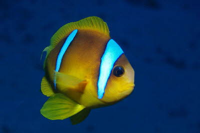 Rotmeer-Anemonenfisch