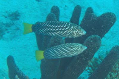 Gelbschwanz-Perljunker