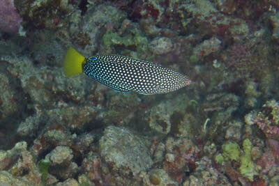 Gelbschwanz-Perljunker