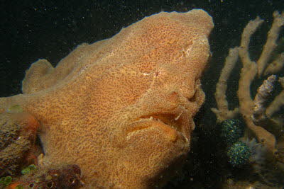 Riesen-Anglerfisch, beige