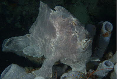 Riesen-Anglerfisch, grau