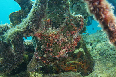 Riesen-Anglerfisch, gr�n