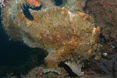 Riesen-Anglerfisch, oliv