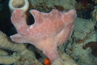 Riesen-Anglerfisch, rosa