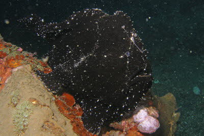 Riesen-Anglerfisch, schwarz