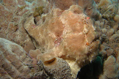 WarzigerAnglerfisch, beige