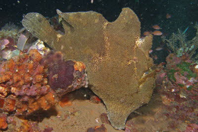 Rundflecken-Anglerfisch, beige