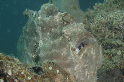 Rundflecken-Anglerfisch, grau