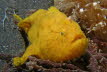 Gestreifter Anglerfisch, gelb
