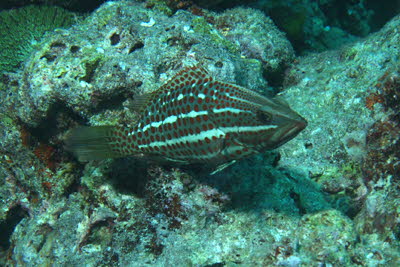 Spitzkopf-Zackenbarsch