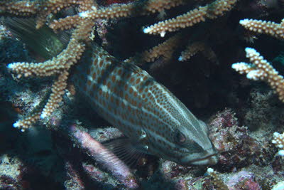 Spitzkopf-Zackenbarsch