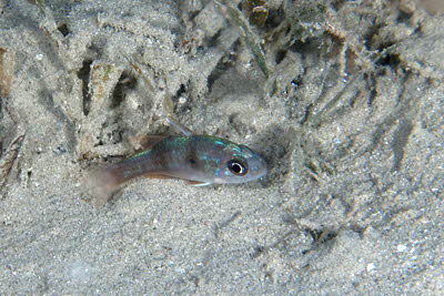 Doppelgurt-Kardinalfisch