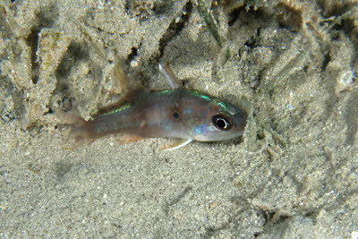 Doppelgurt-Kardinalfisch