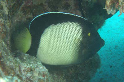 Rotmeer-Rauchkaiserfisch