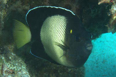 Rotmeer-Rauchkaiserfisch