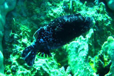 Masken-Kugelfisch, Farbvariante