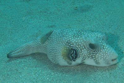 Wei�flecken-Kugelfisch 