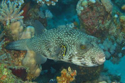 Wei�flecken-Kugelfisch 