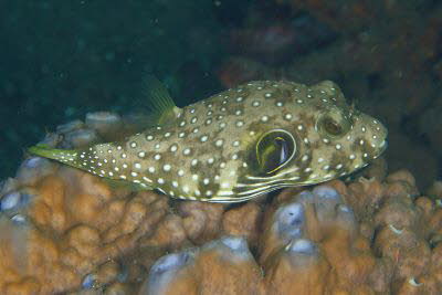 Wei�flecken-Kugelfisch 