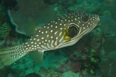 Wei�flecken-Kugelfisch 