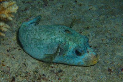 Schwarzflecken-Kugelfisch