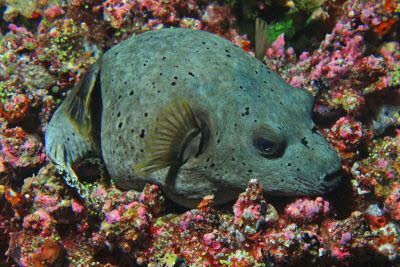 Schwarzflecken-Kugelfisch