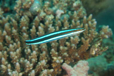 Falscher Putzerfisch