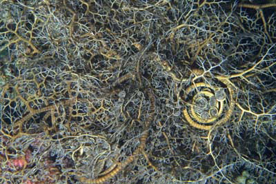 Gorgonenhaupt 