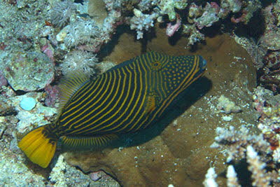 Orangestreifen-Dr�cker, m�nnl.