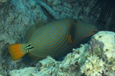 Orangestreifen-Dr�cker, weibl.