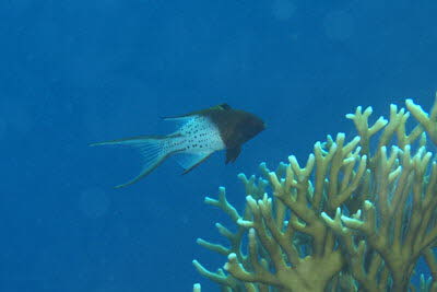 Herzog-Schweinslippfisch, juv.