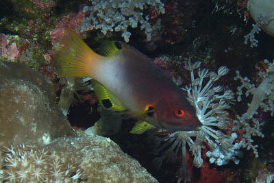 Achselfleck-Schweinslippfisch, ad.