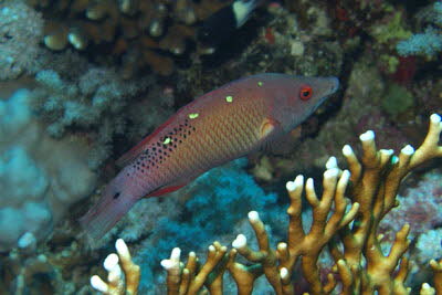 Diana-Schweinslippfisch