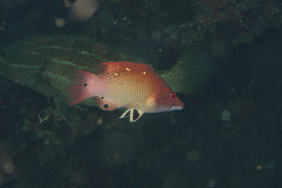 Diana-Schweinslippfisch