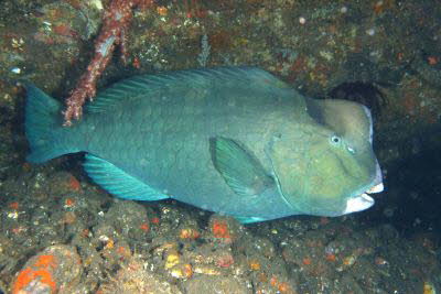 B�ffelkopf-Papagei 