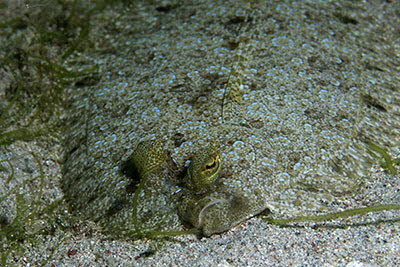 Panther-Butt, m�nnl.