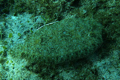 Panther-Butt, weibl.