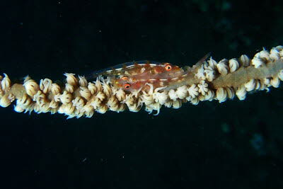 Peitschenkorallen-Zwerggrundel