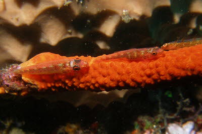 Peitschenkorallen-Zwerggrundel