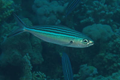 Gestreifter F�selier