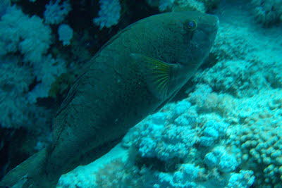 Calotomus_viridescens_m_005_XL_k