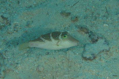 Kronen-Spitzkopfkugelfisch