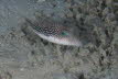 Rotmeer-Spitzkopfkugelfisch