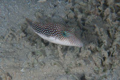Rotmeer-Spitzkopfkugelfisch