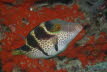 Sattel-Spitzkopfkugelfisch