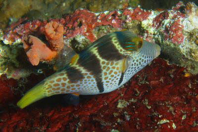 Sattel-Spitzkopfkugelfisch