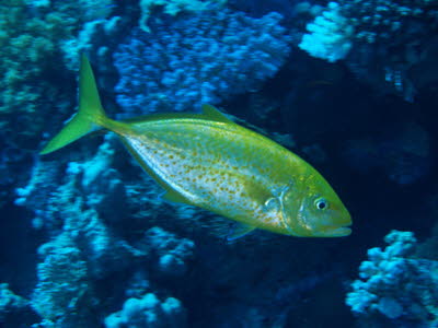 Zitronen-Stachelmakrele