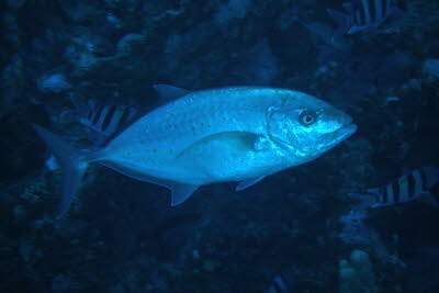 Zitronen-Stachelmakrele